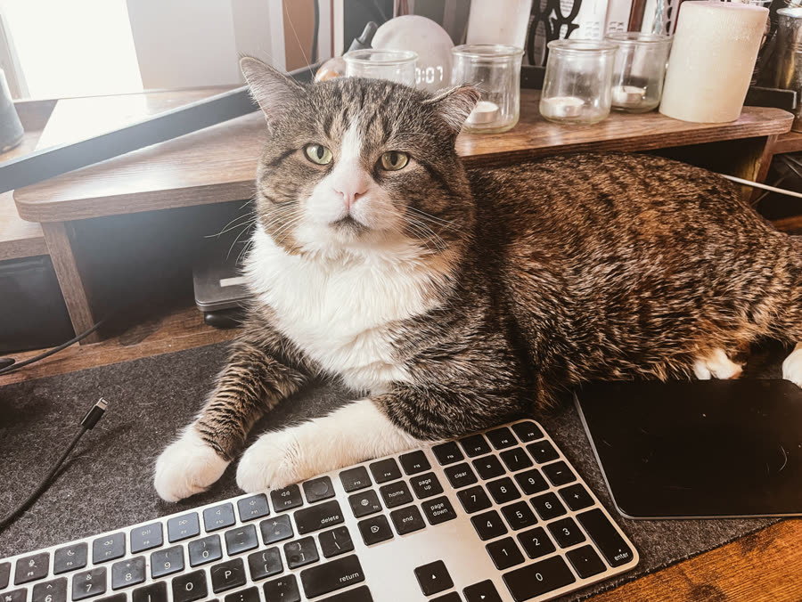 Whiskey the cat lying across a keyboard on a desk